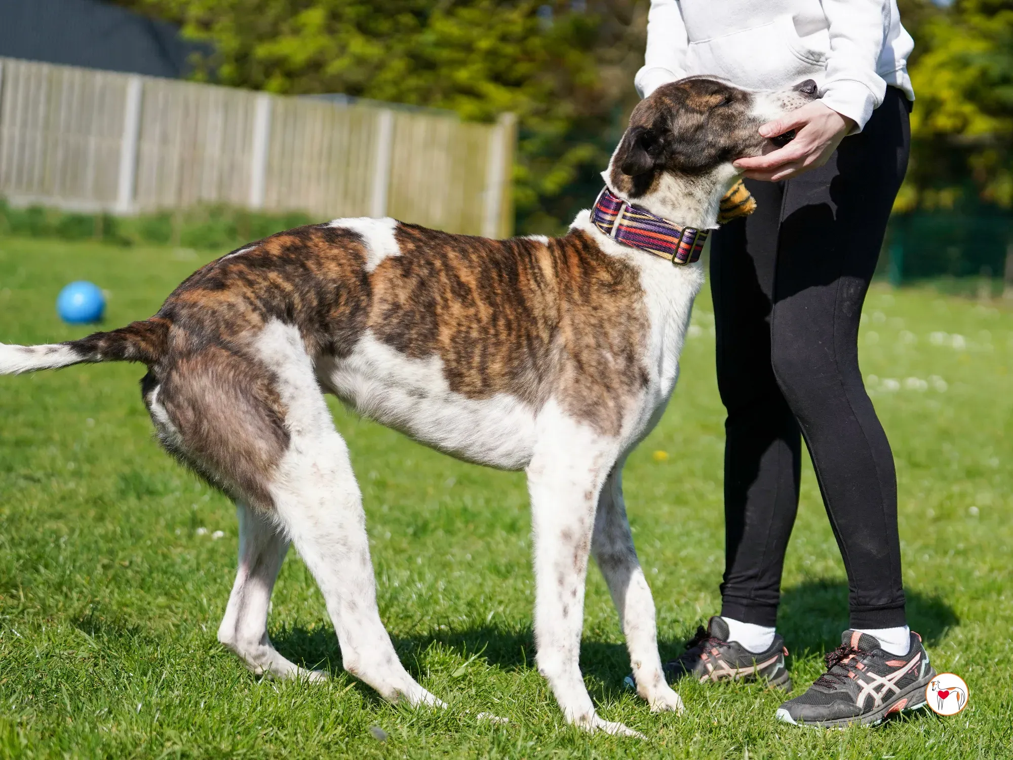 raymie grey adozione 33