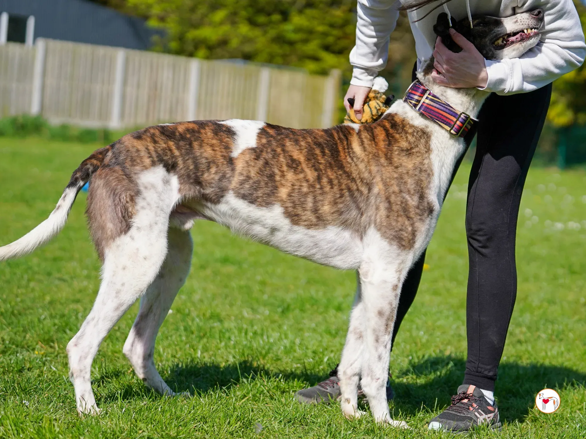 raymie grey adozione 34