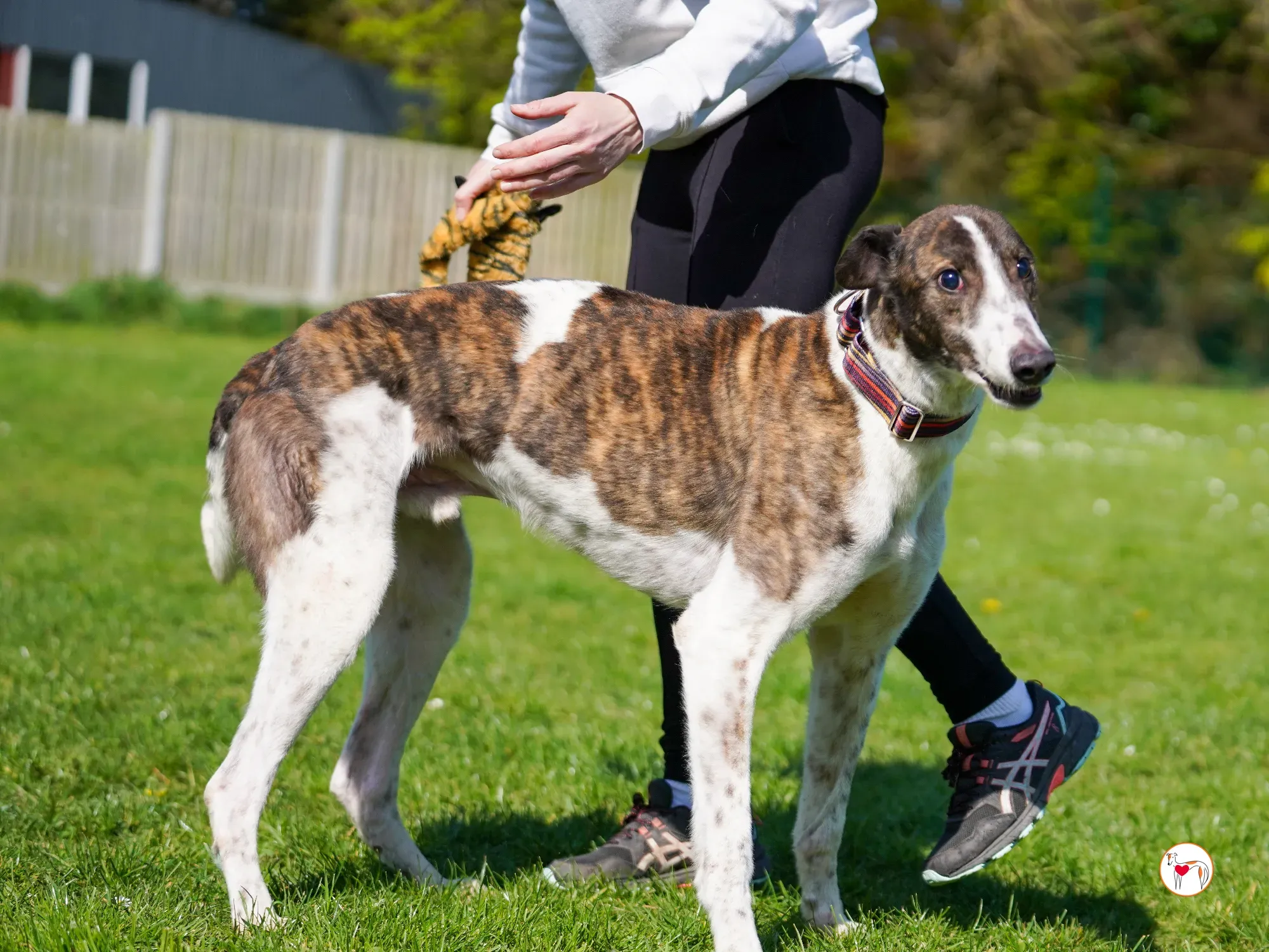 raymie grey adozione 35