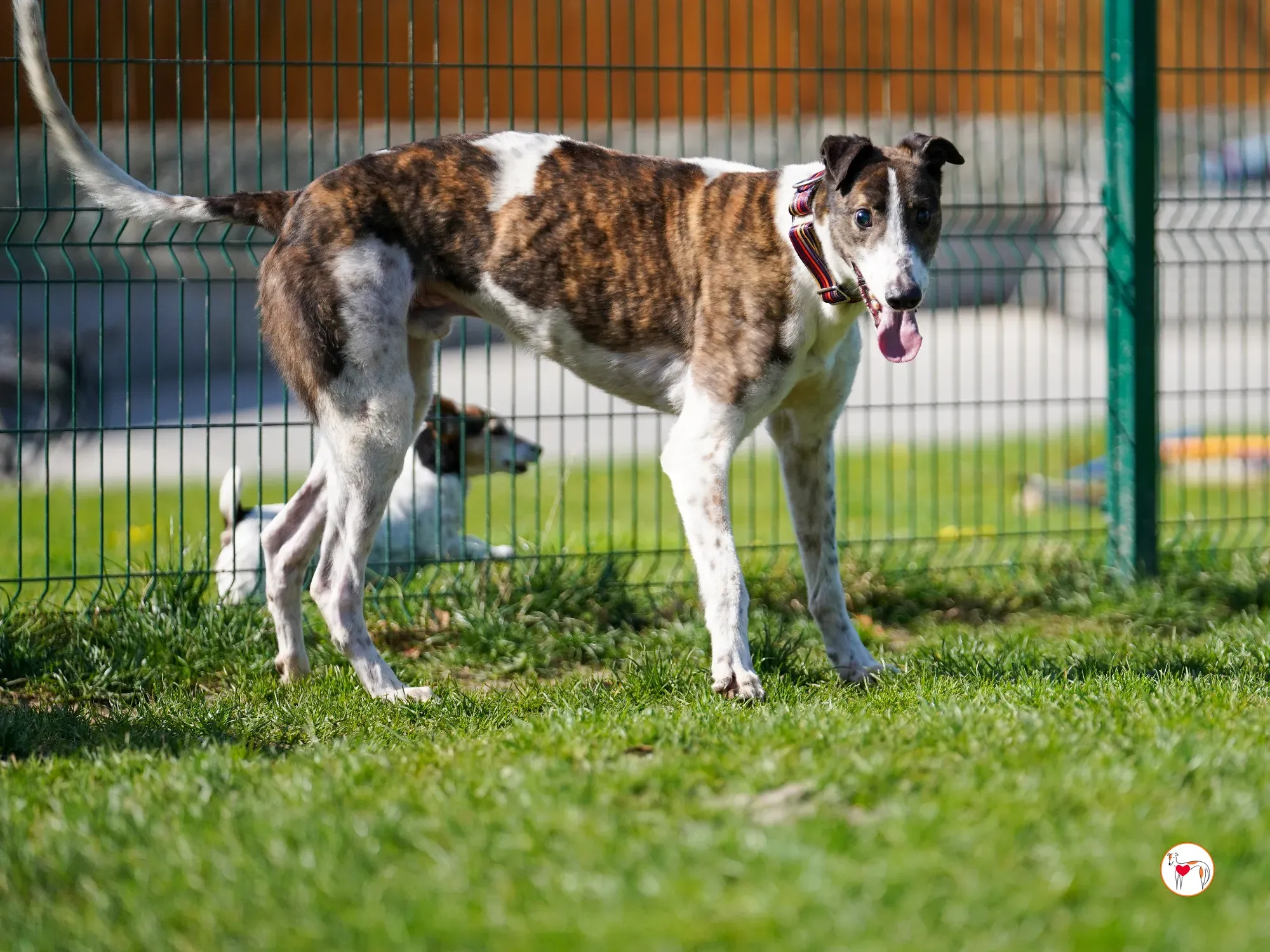 raymie grey adozione 36