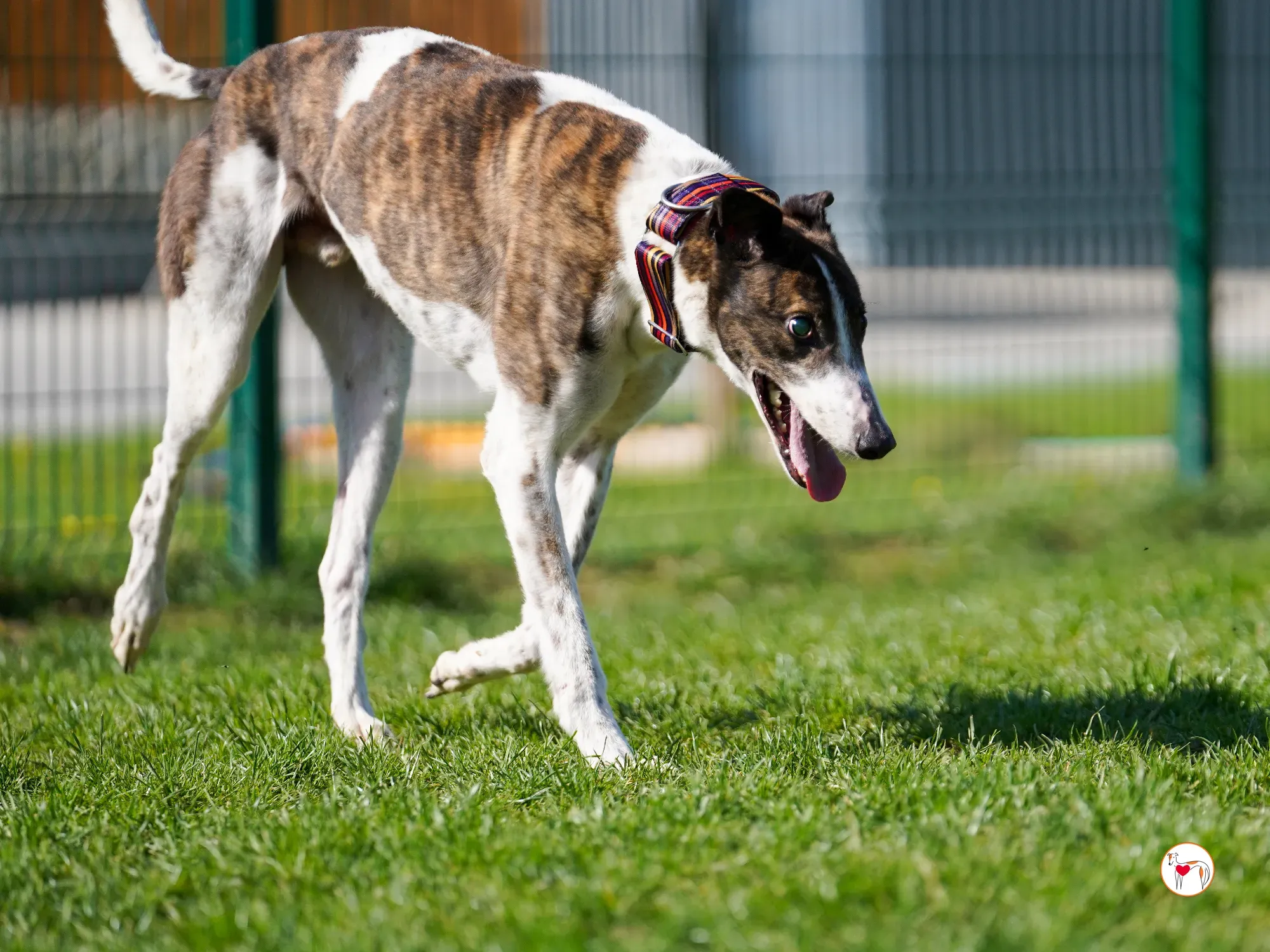 raymie grey adozione 37