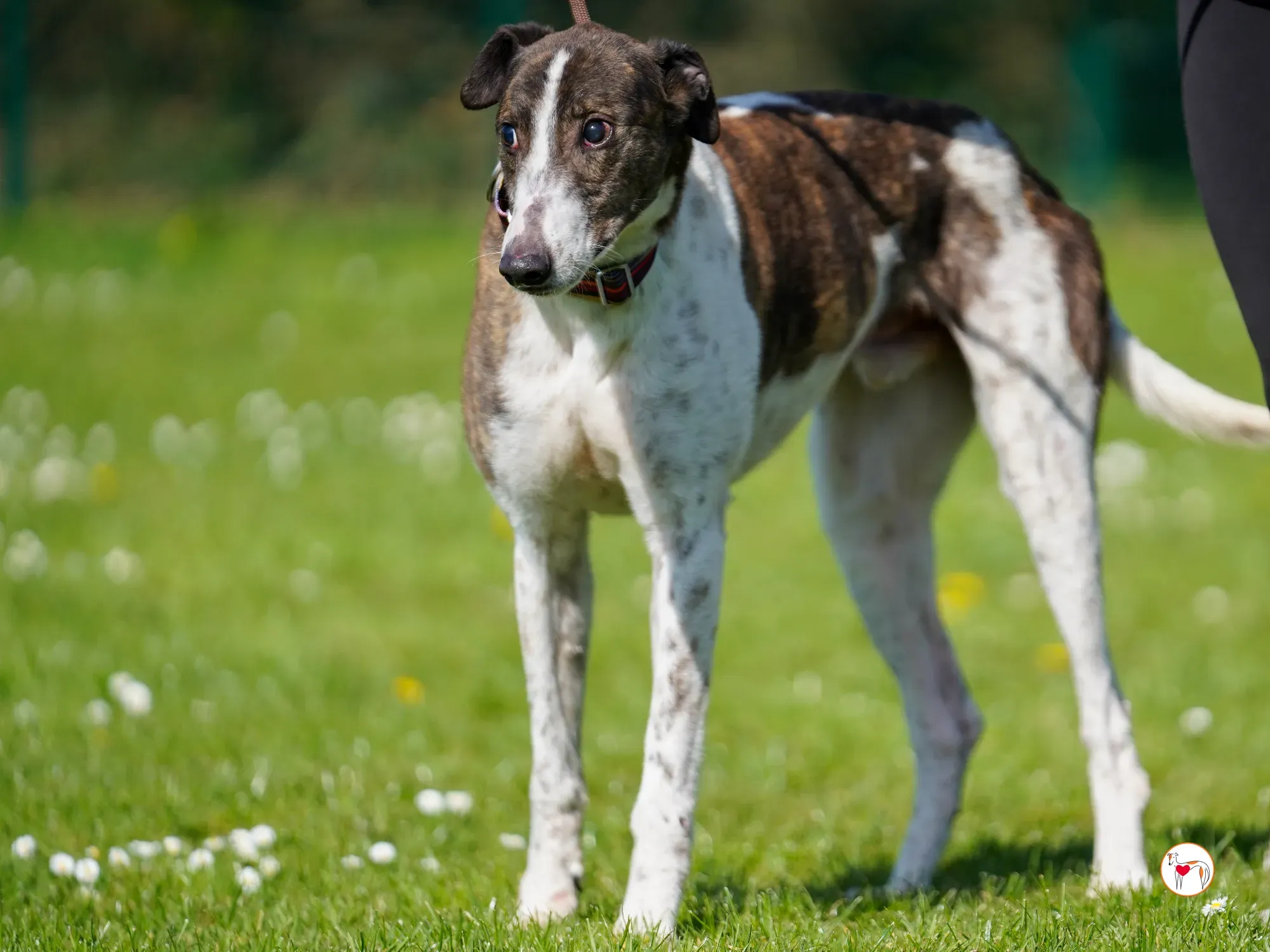 raymie grey adozione 38