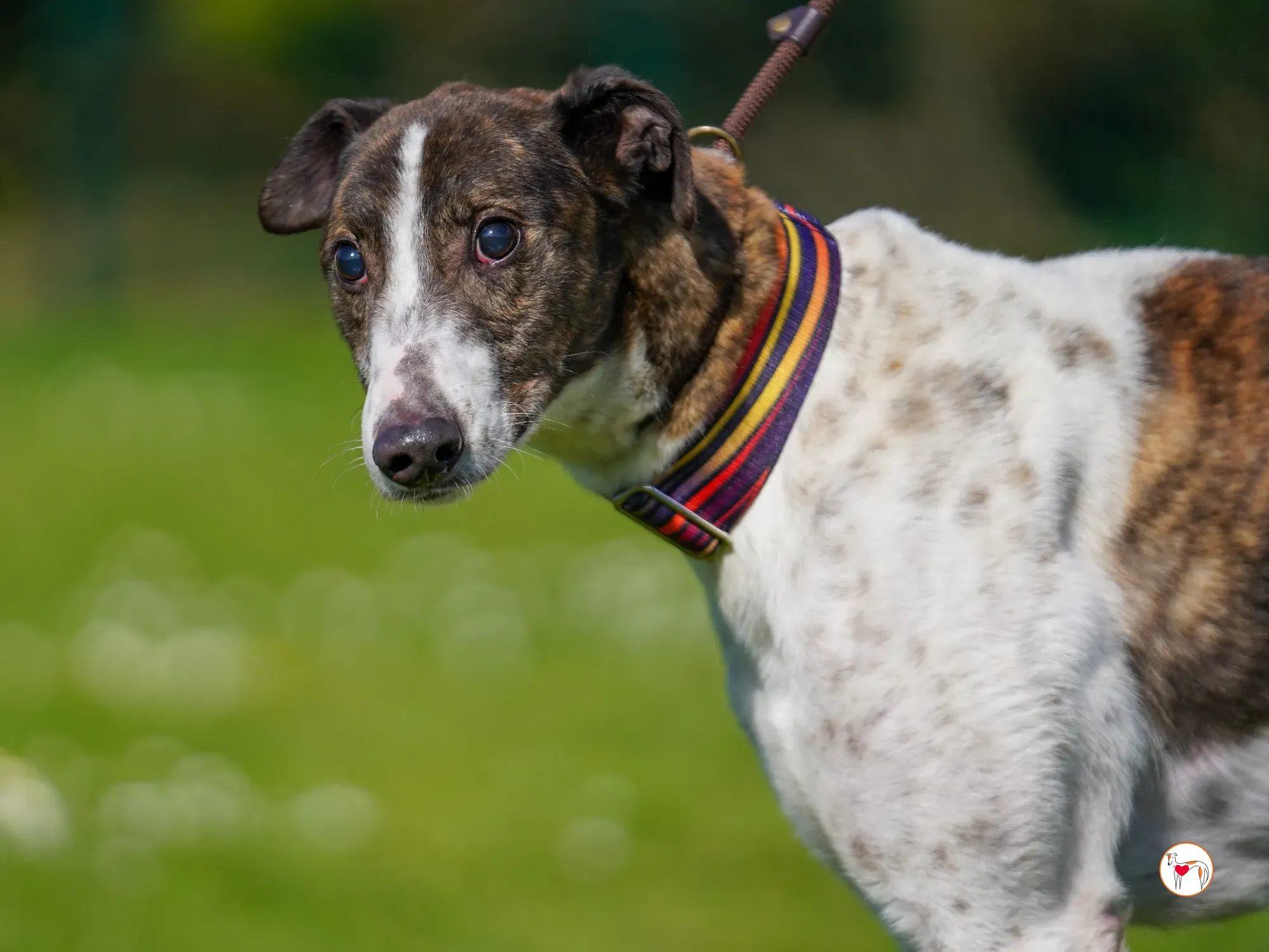 raymie grey adozione 39