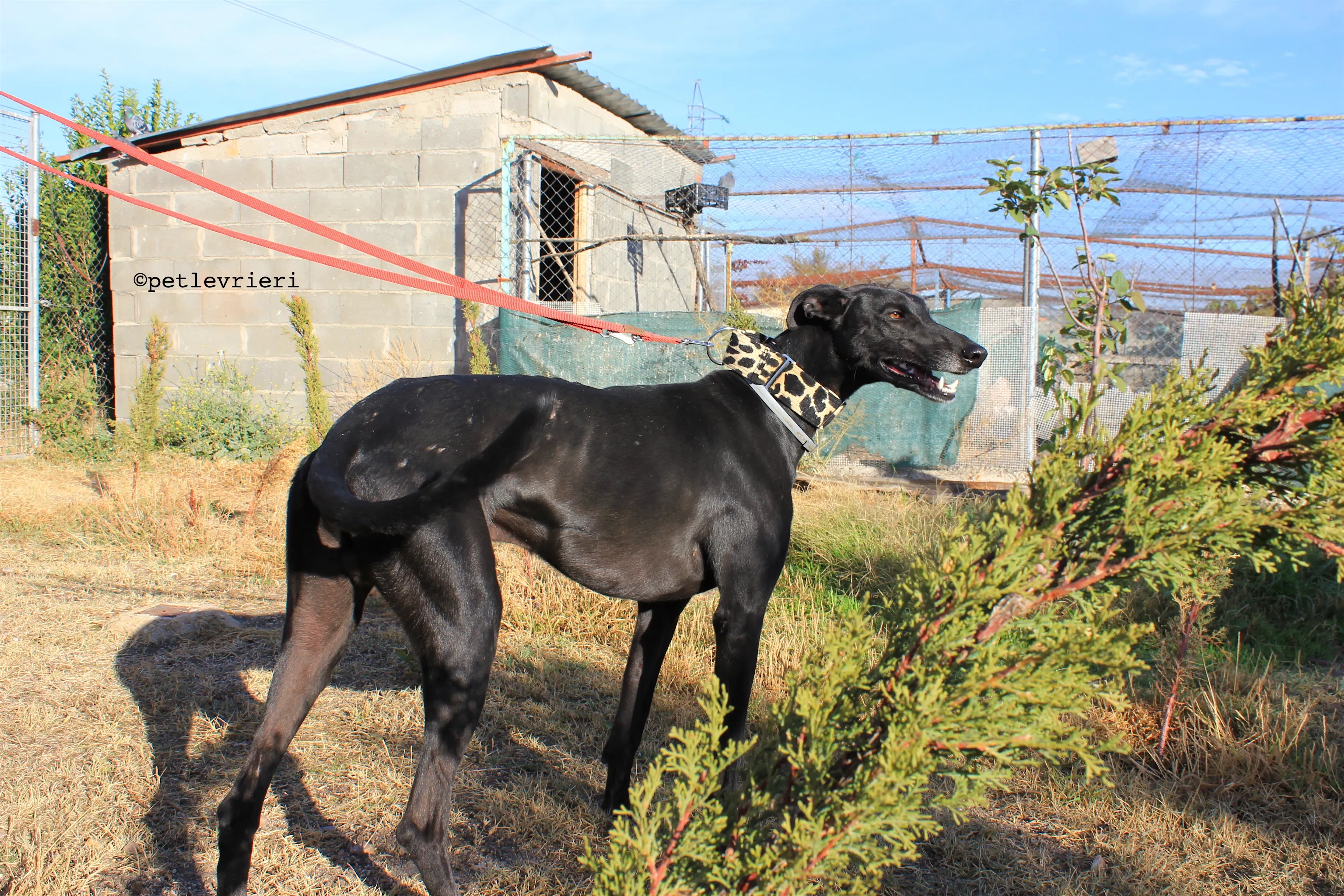 rayo adozione levrieri galgo 10