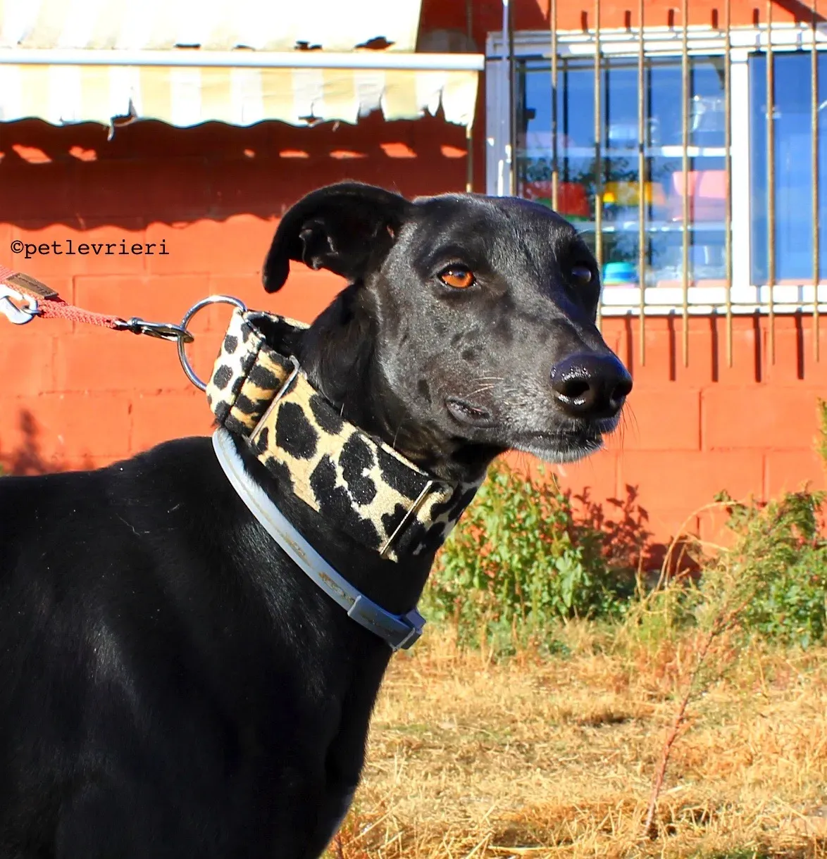 rayo adozione levrieri galgo 11