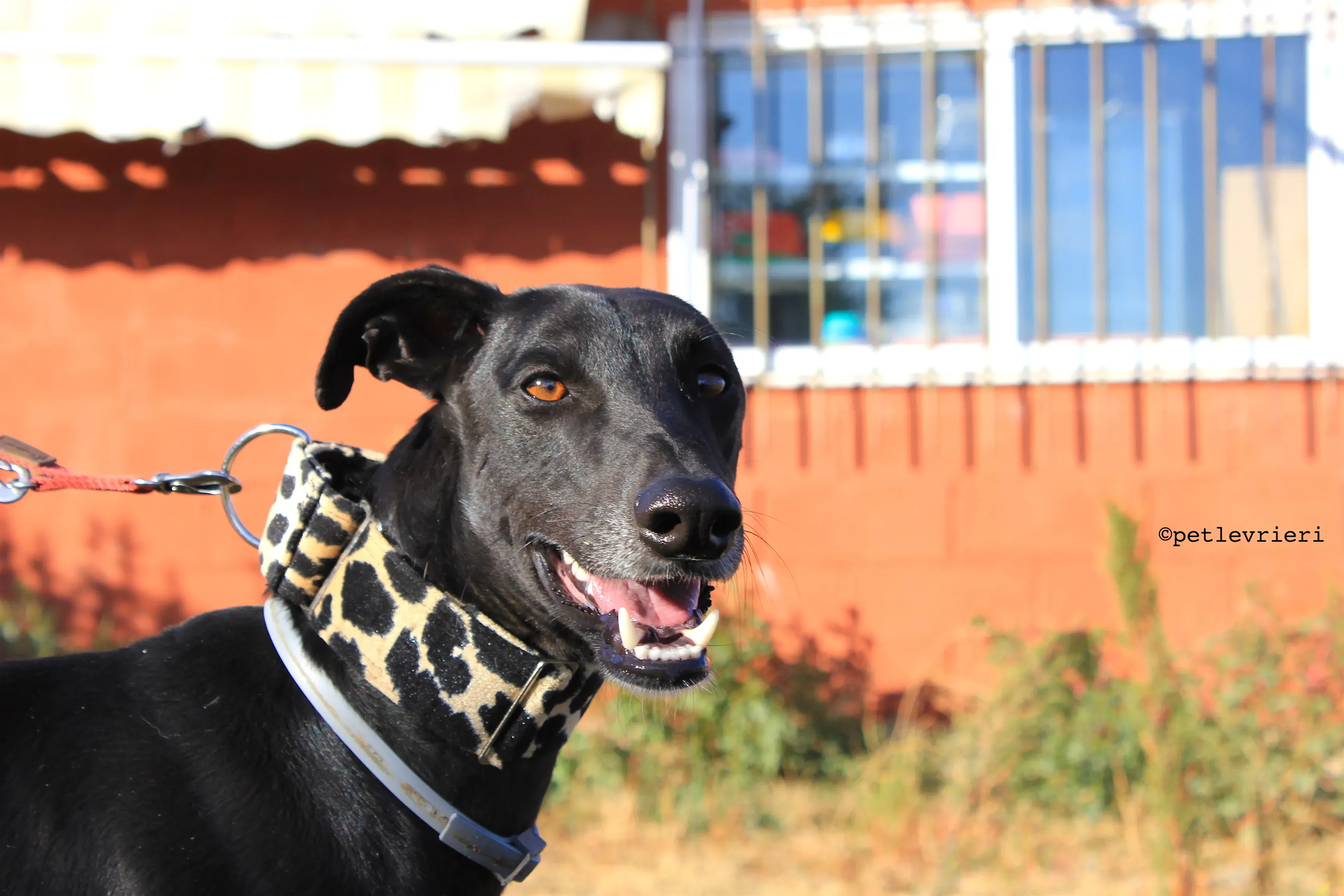 rayo adozione levrieri galgo 12