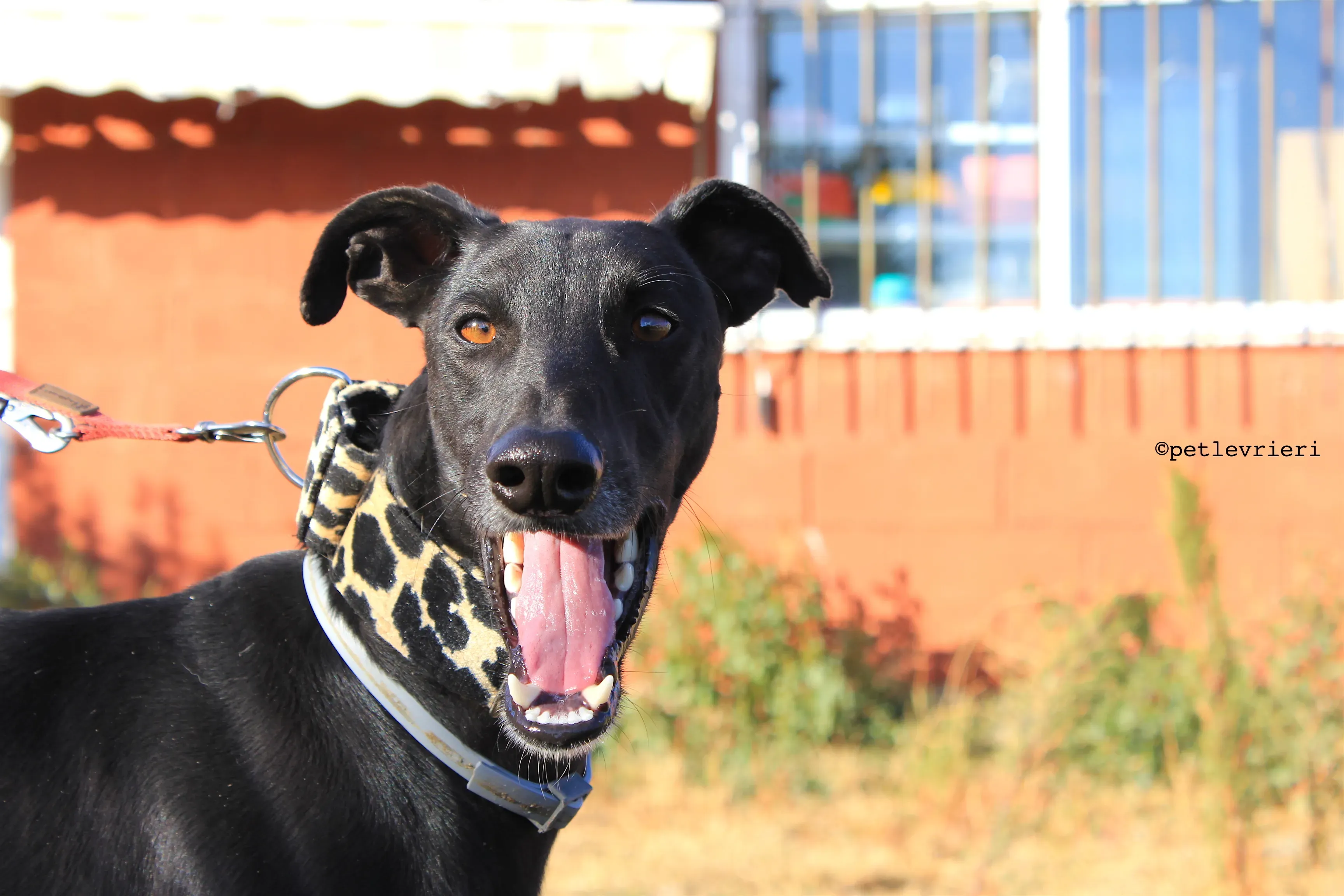 rayo adozione levrieri galgo 13