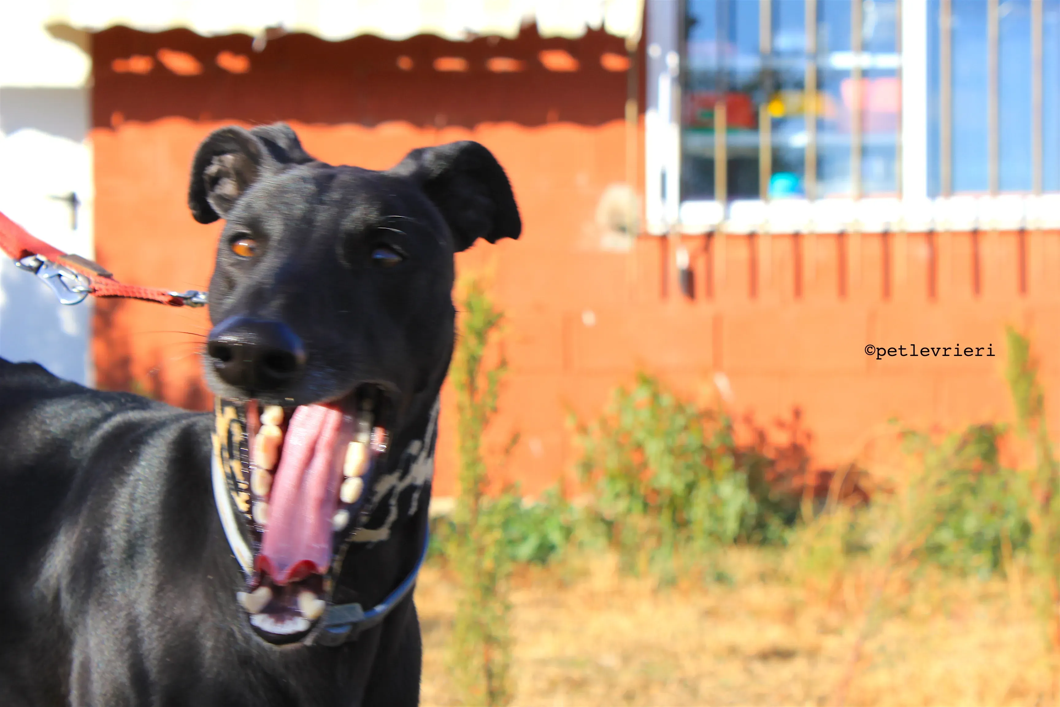 rayo adozione levrieri galgo 14