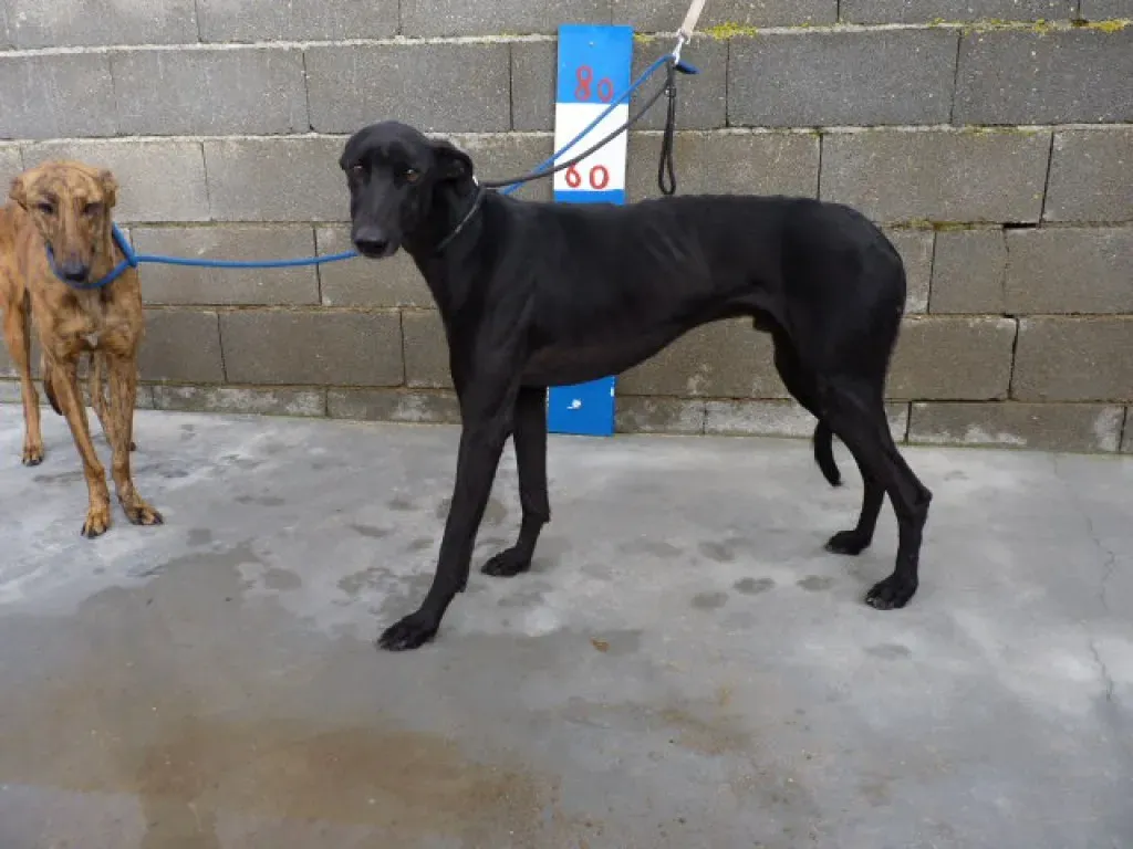 rayo adozione levrieri galgo 15