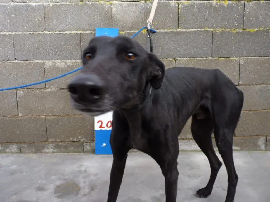 rayo adozione levrieri galgo 16