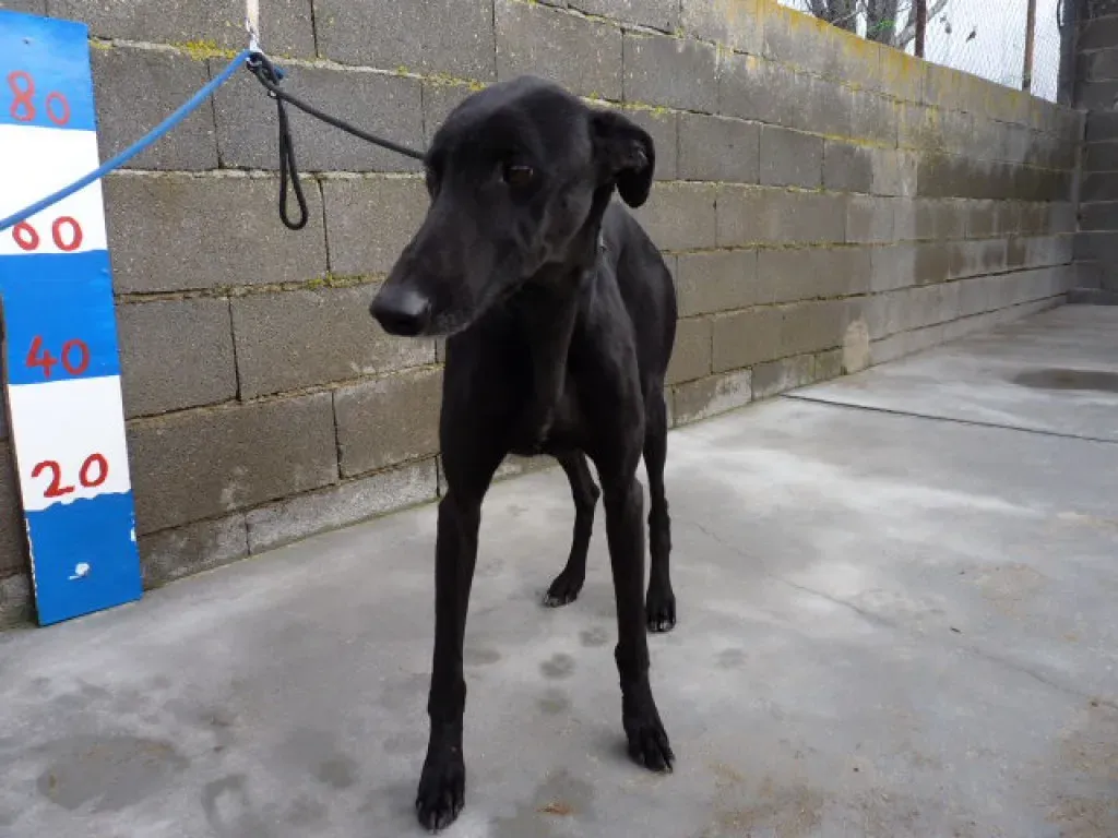 rayo adozione levrieri galgo 17