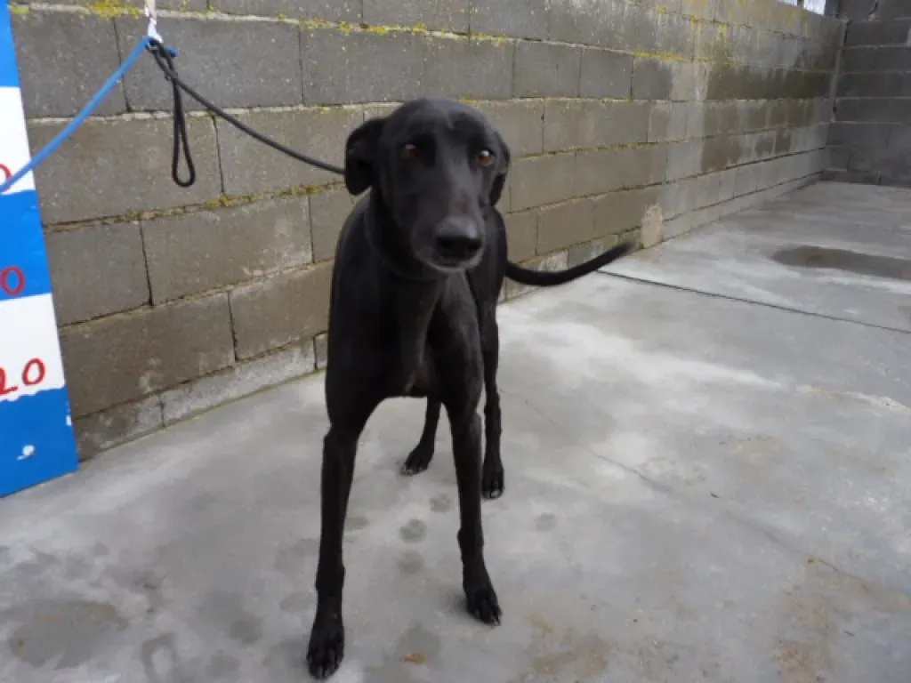 rayo adozione levrieri galgo 18