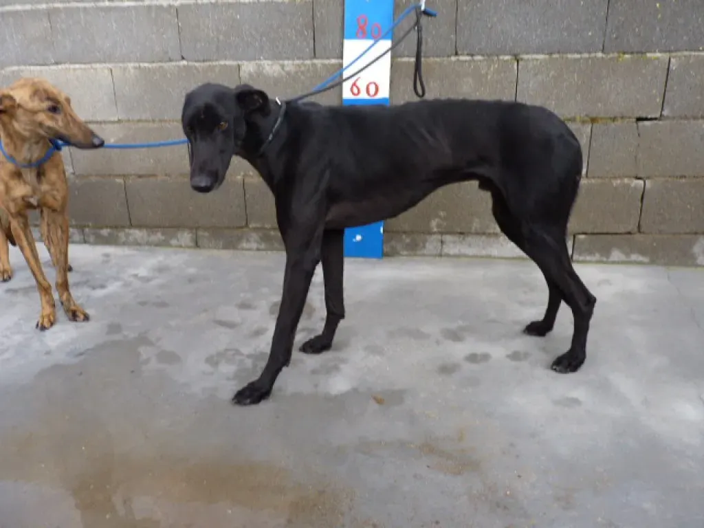 rayo adozione levrieri galgo 19