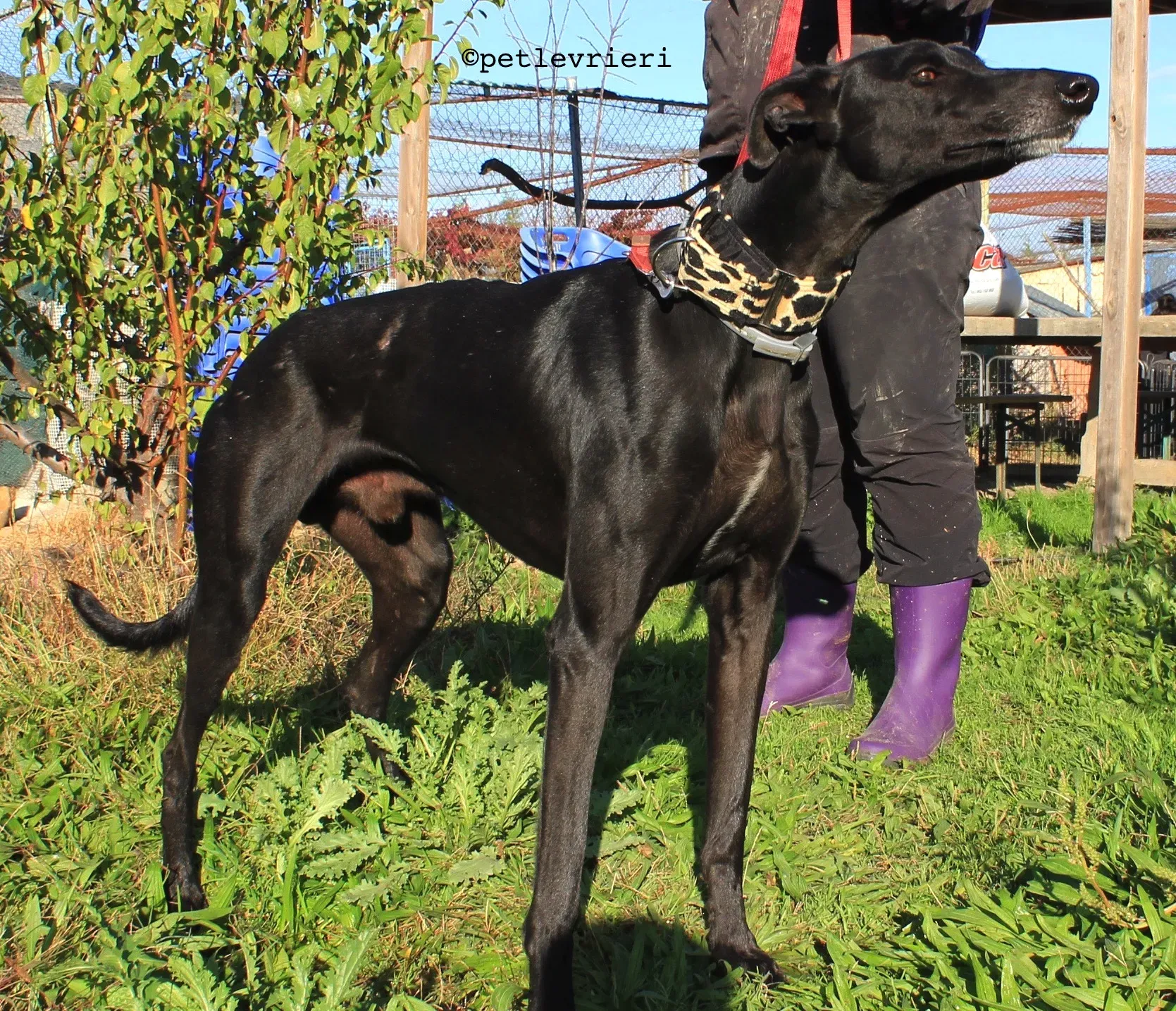 rayo adozione levrieri galgo 2