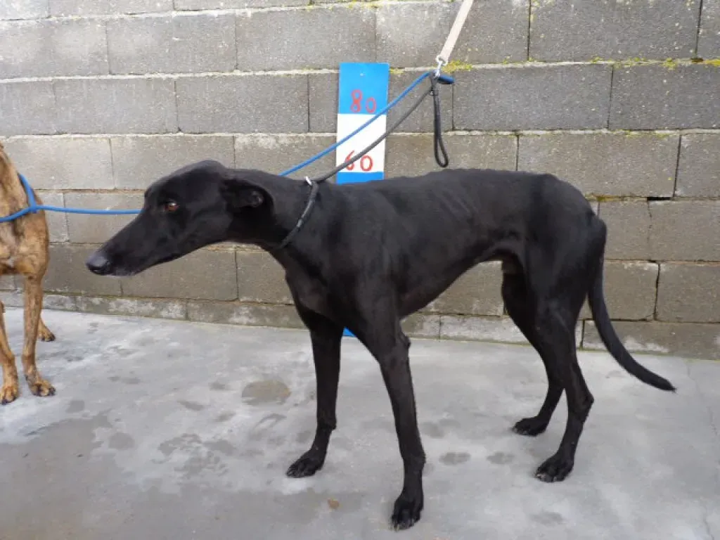 rayo adozione levrieri galgo 20