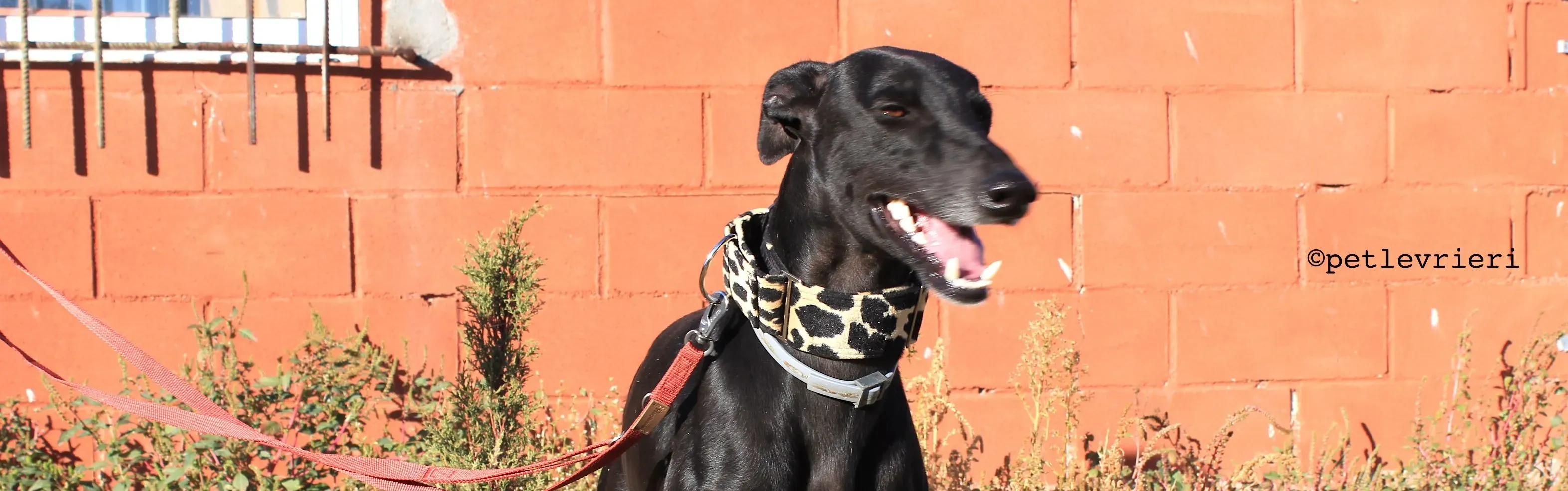 rayo adozione levrieri galgo 3 e1540473667833