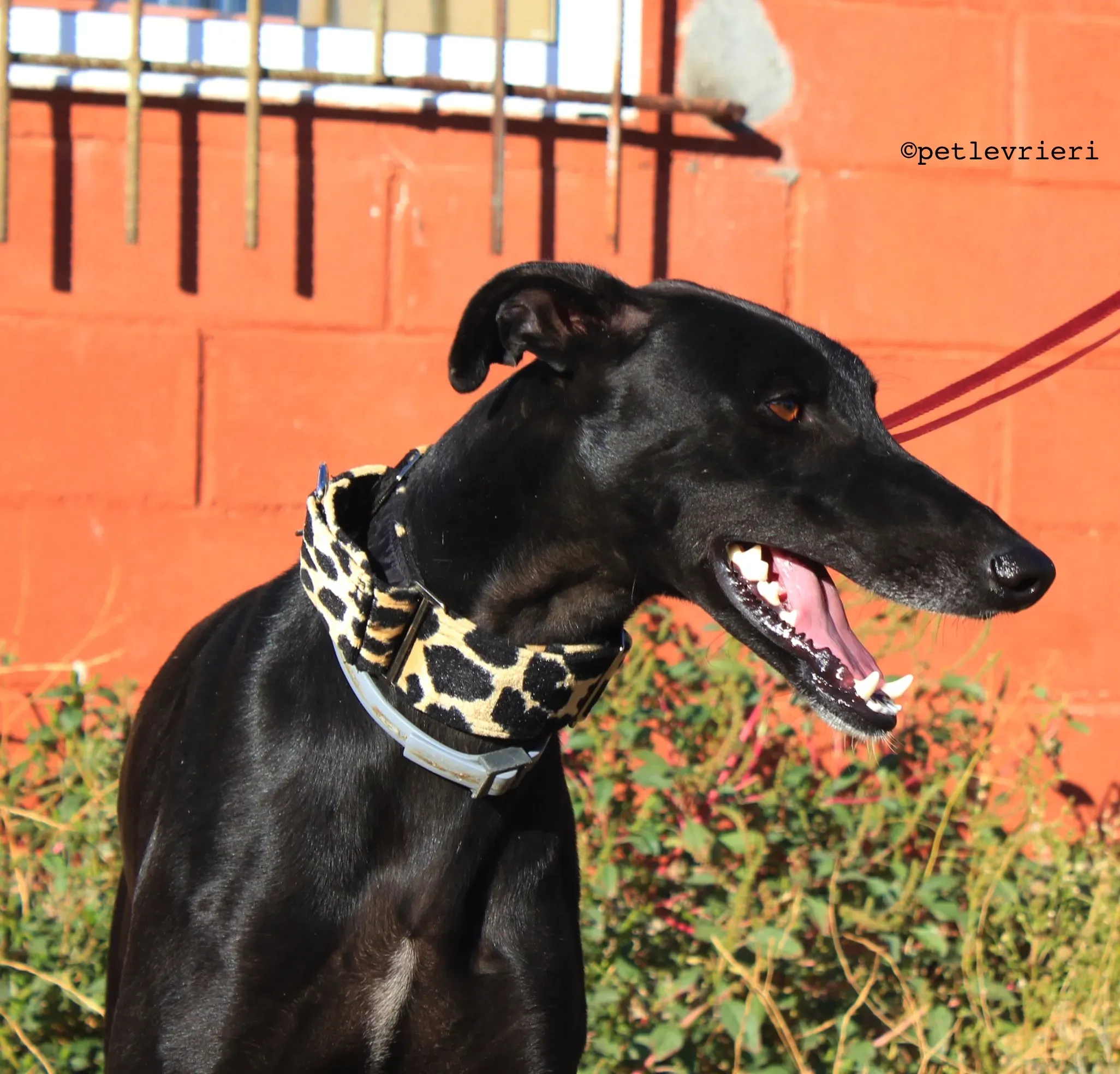 rayo adozione levrieri galgo 4