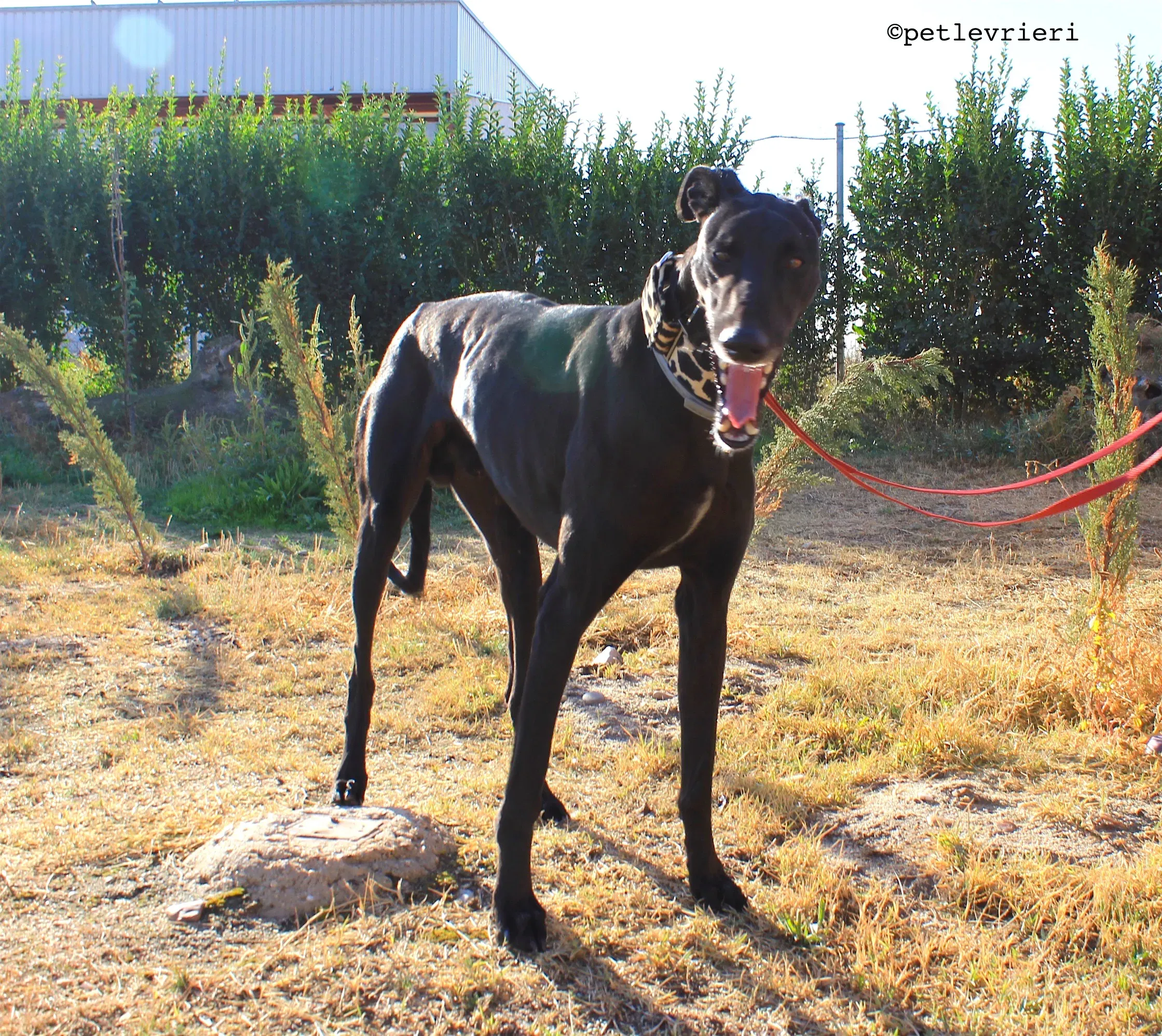 rayo adozione levrieri galgo 5