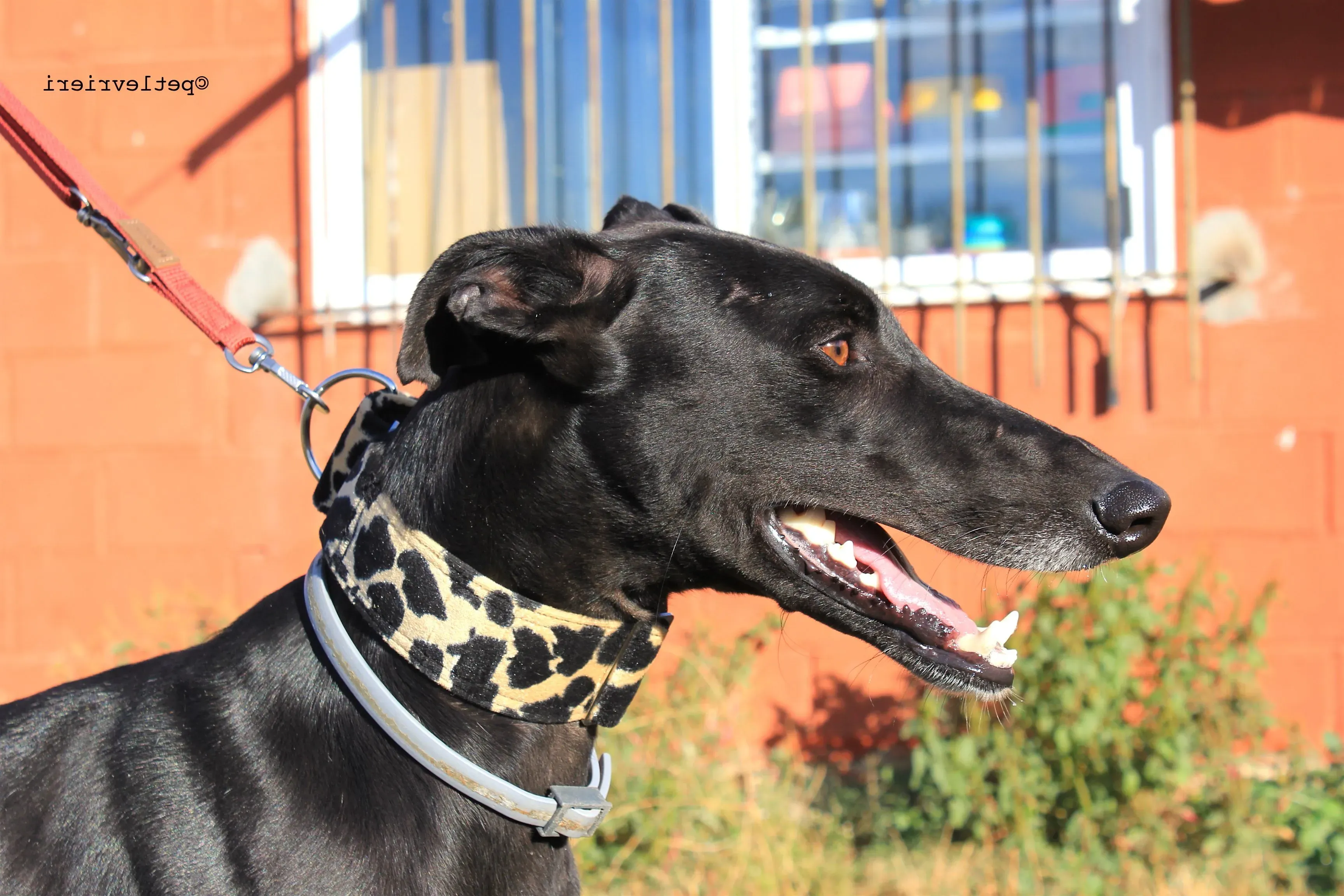 rayo adozione levrieri galgo 6 e1542441105421