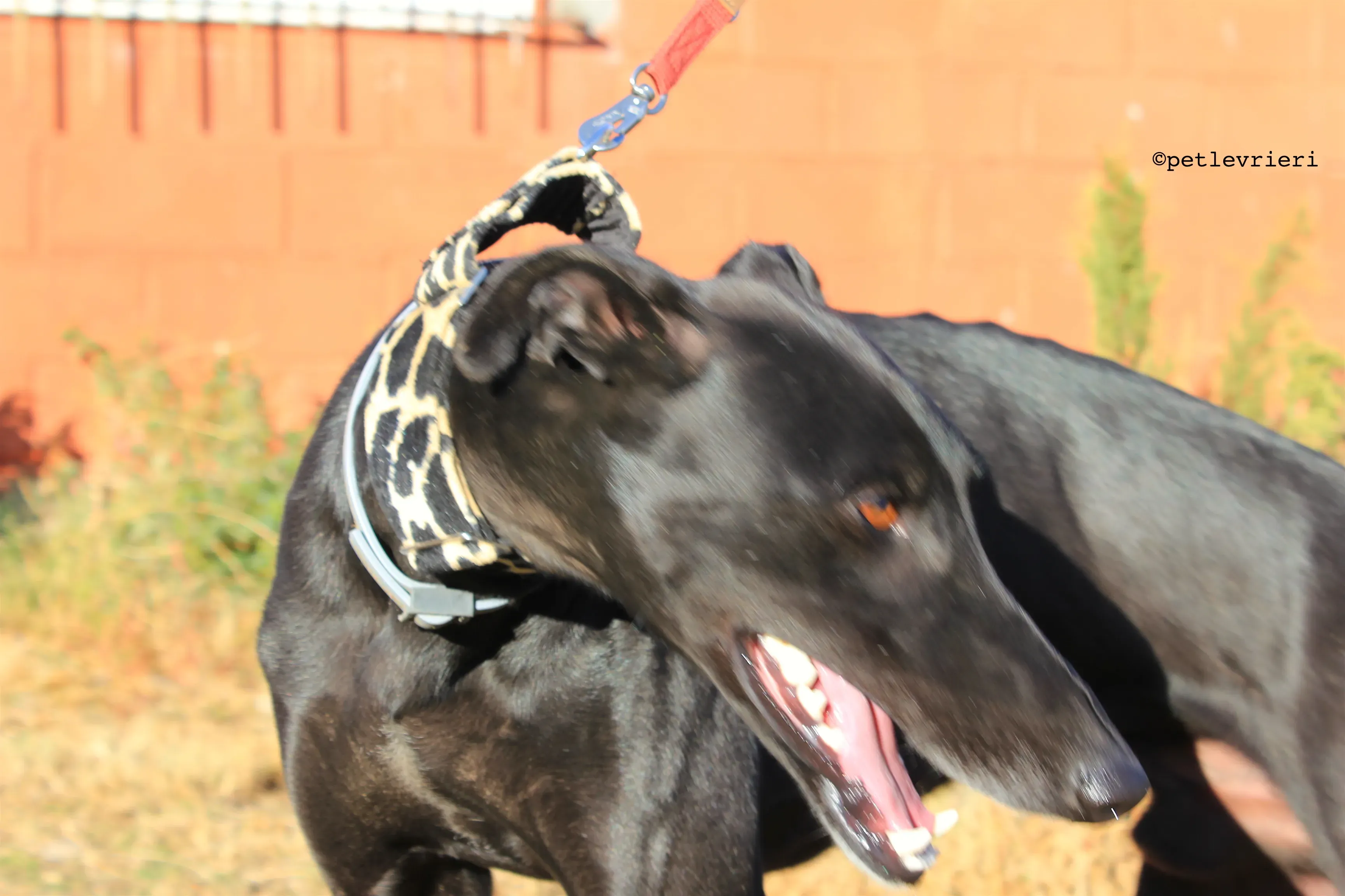 rayo adozione levrieri galgo 7