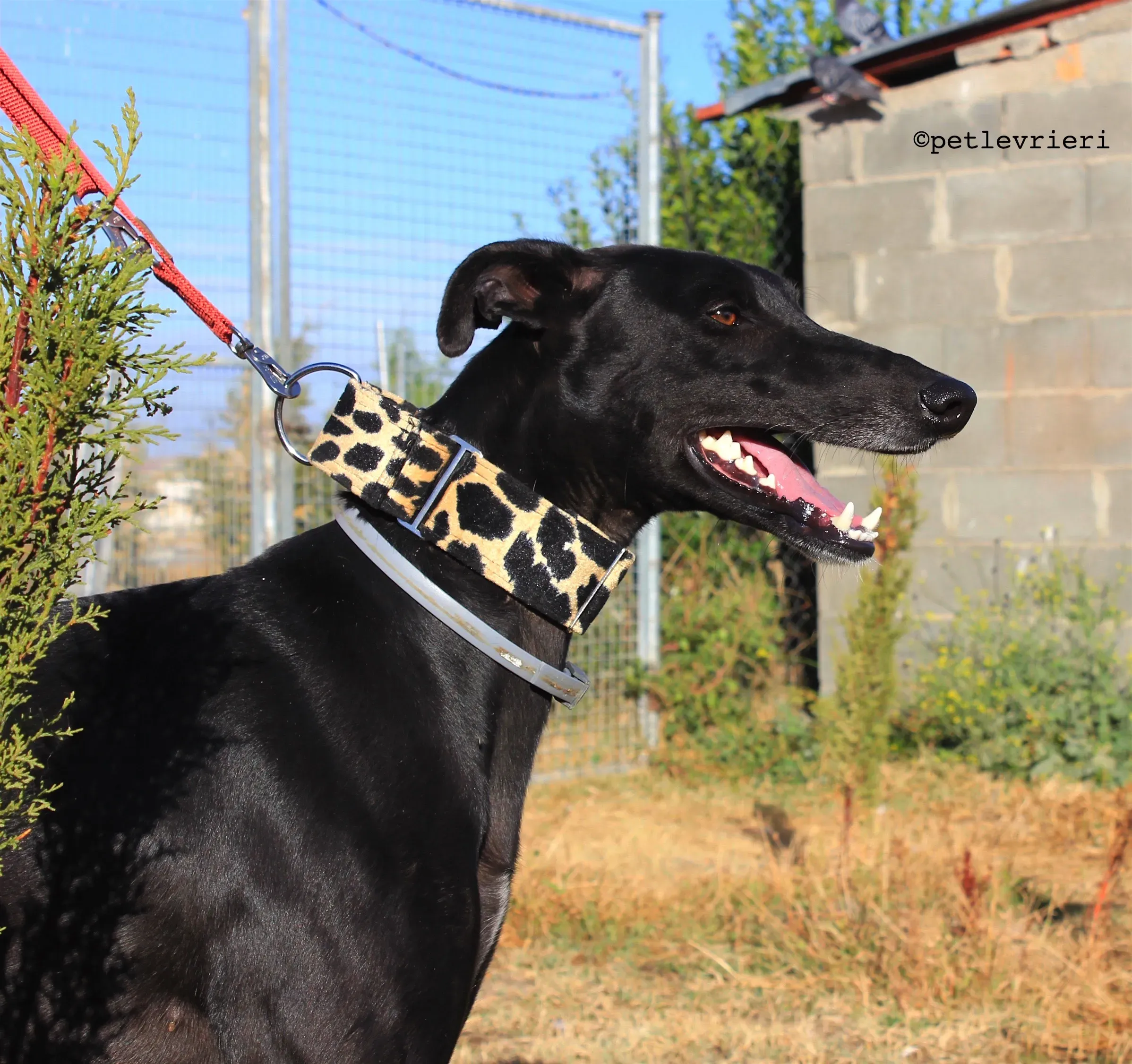 rayo adozione levrieri galgo 8