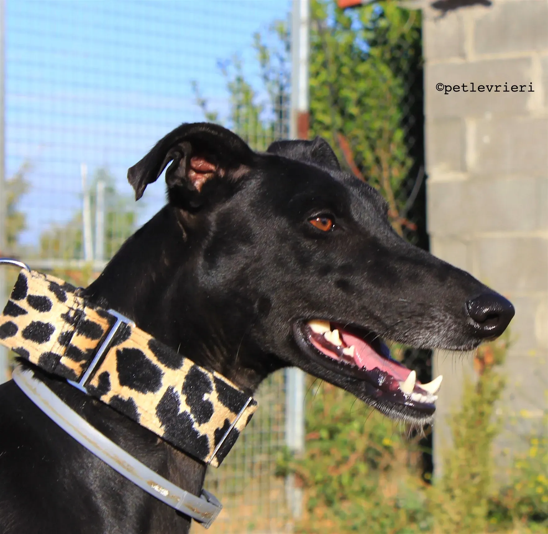 rayo adozione levrieri galgo 9