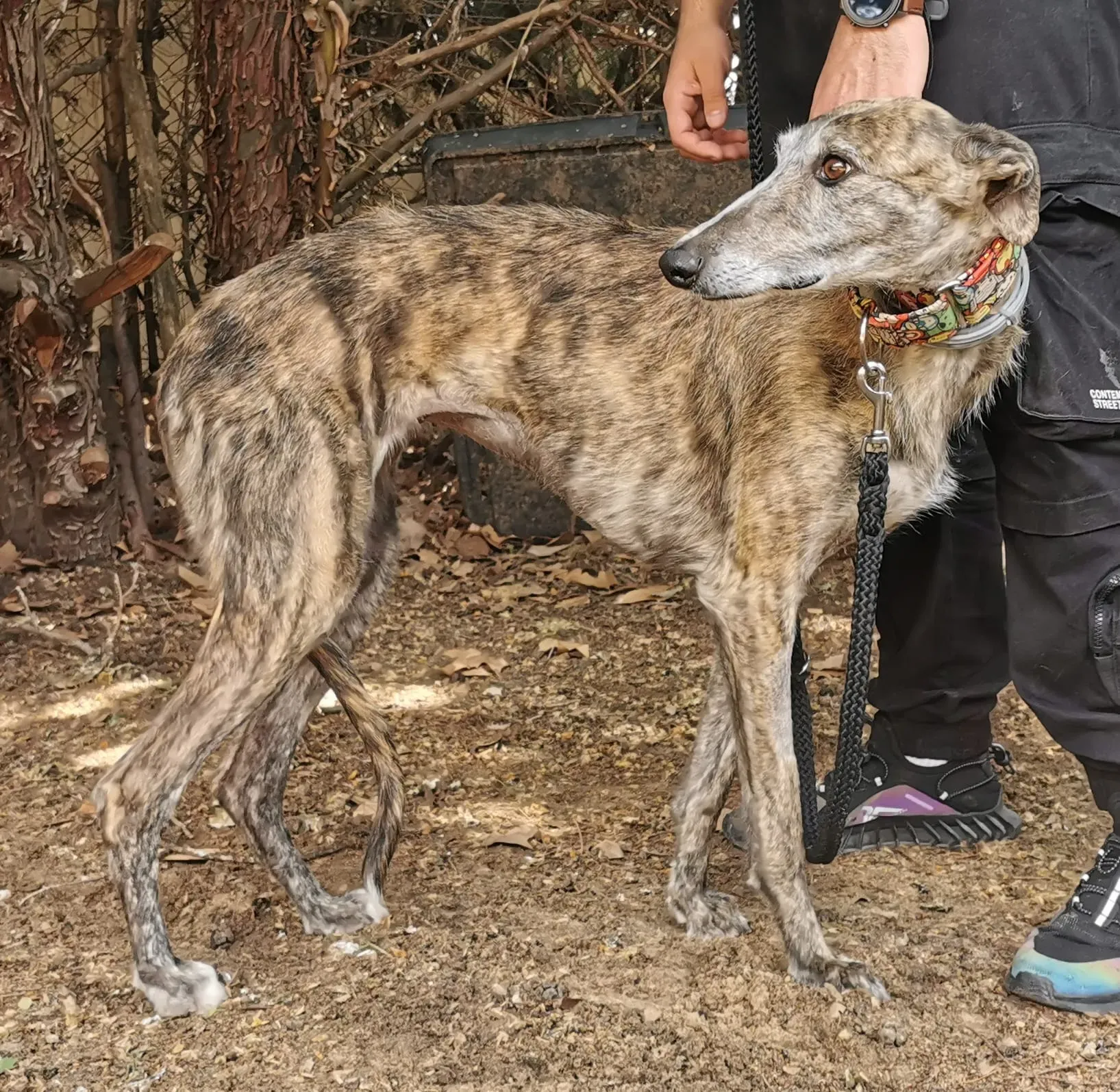 rayta galgo 08