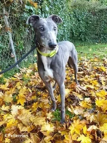 reanna adozione levrieri greyhound 1