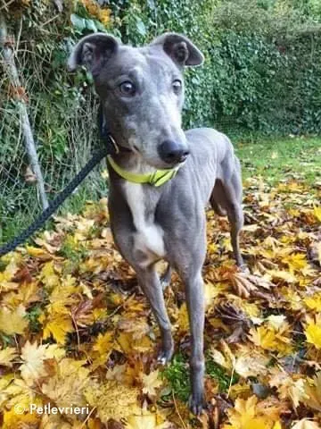 reanna adozione levrieri greyhound 2