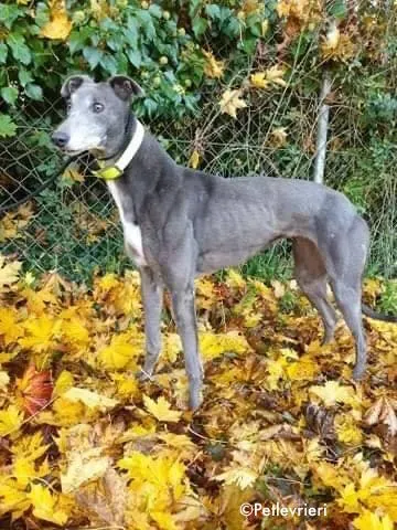 reanna adozione levrieri greyhound 3