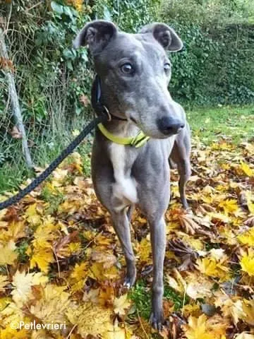 reanna adozione levrieri greyhound 5