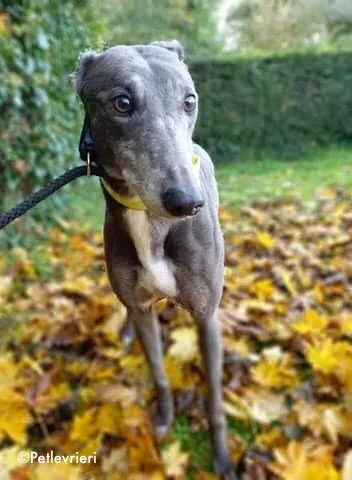 reanna adozione levrieri greyhound 6