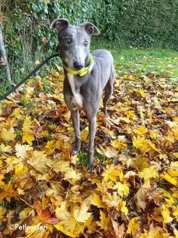 reanna adozione levrieri greyhound 7