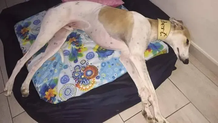 received 10208981555208757