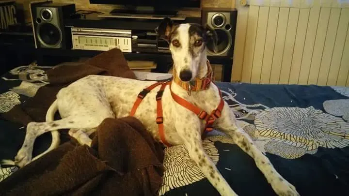 received 10209089638830780