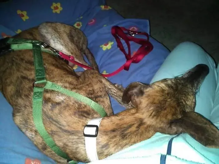 received 10209089639230790