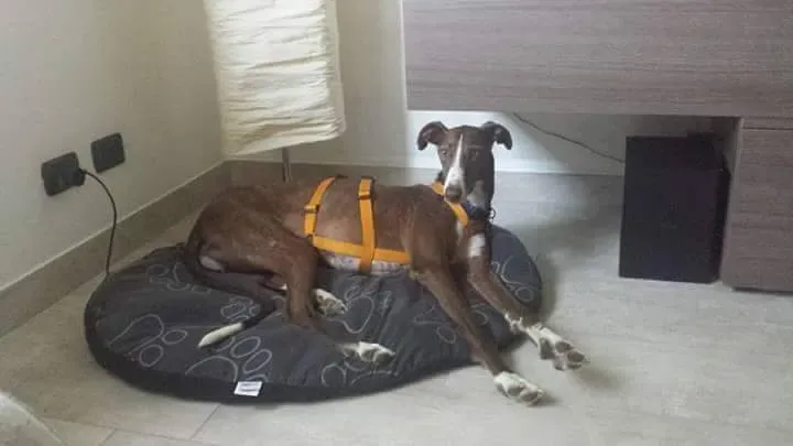 received 10209089639790804