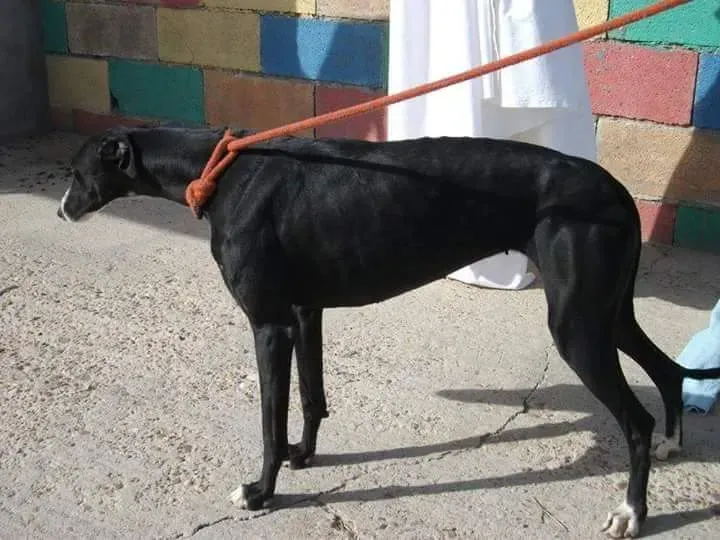 received 10209556900432028