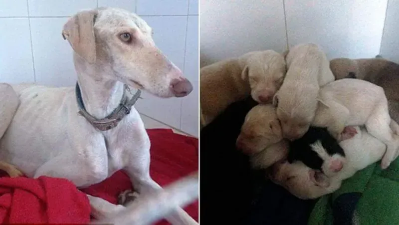 received 10210455918466917