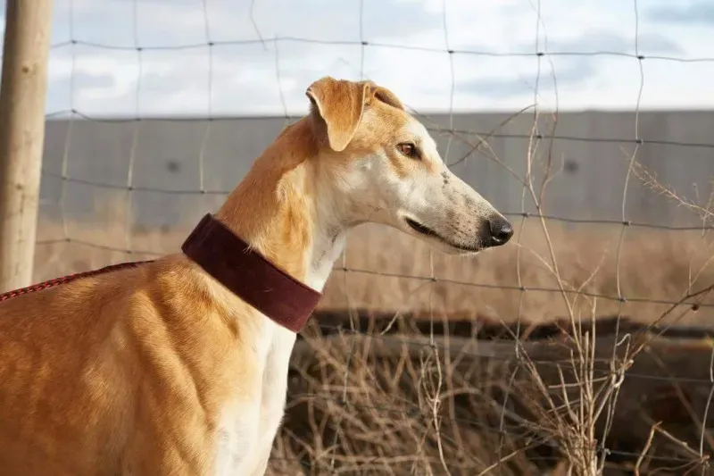 received 10210839060246350