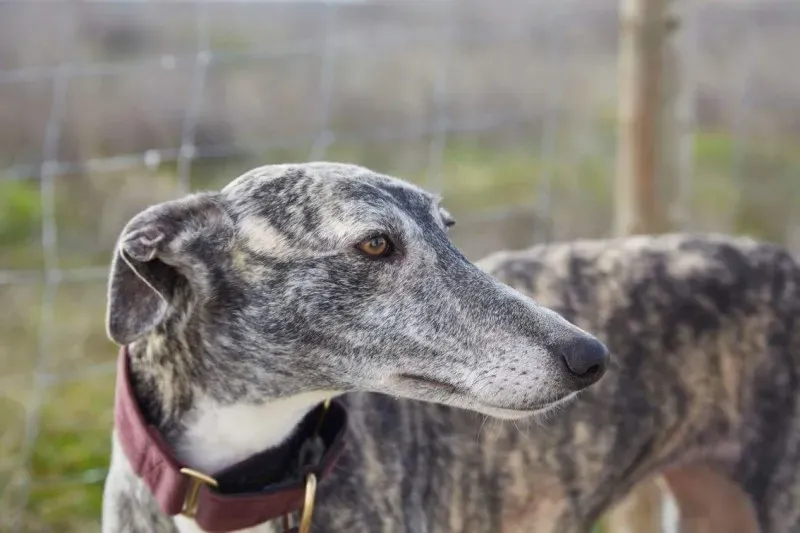 received 10210839080926867