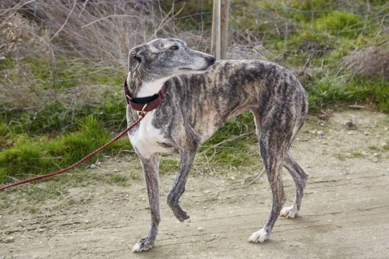 received 10210839080966868