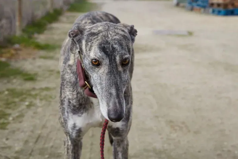 received 10210839081366878