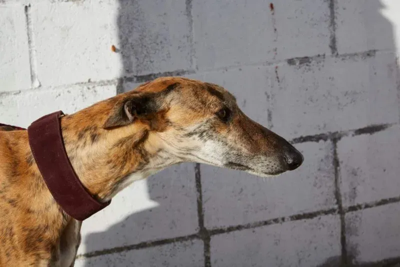 received 10210839095567233