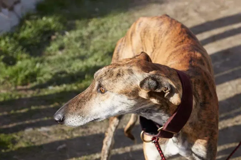 received 10210839096447255