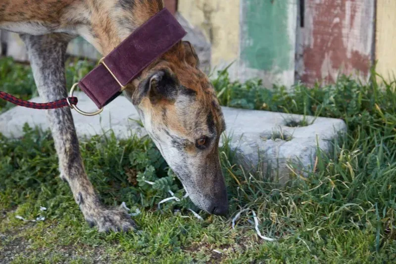 received 10210839096967268