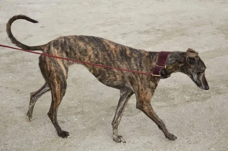 received 10210845532488152