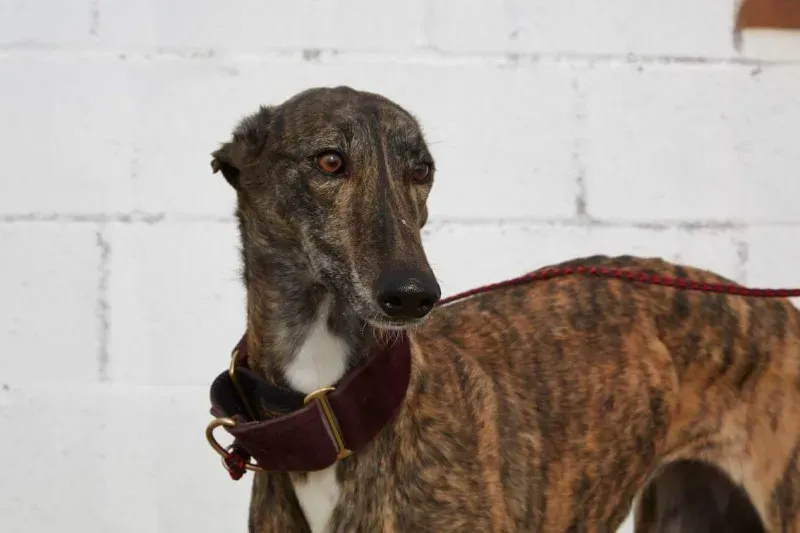 received 10210845538208295