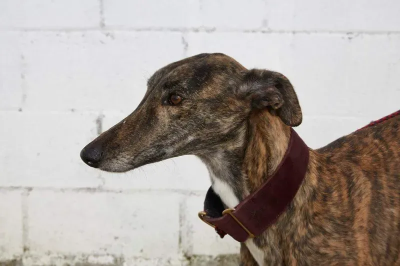 received 10210845538928313