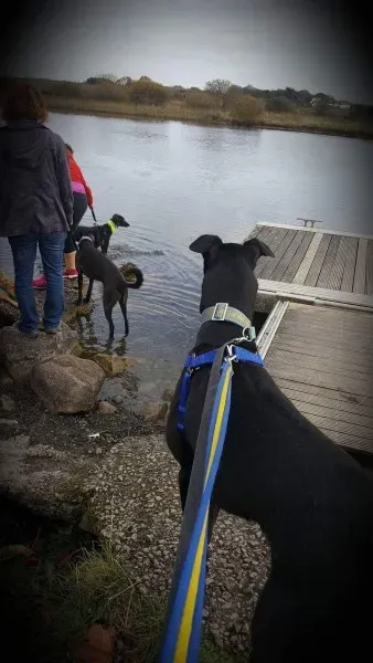 received 1177772535647681